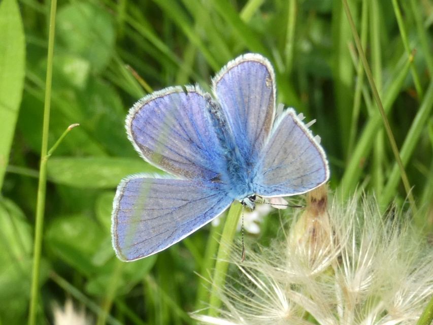 Polyommatus icarus - közönséges boglárka