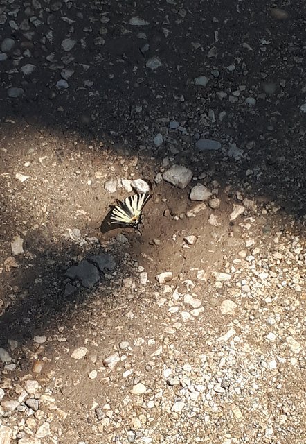 Iphiclides podalirius - kardoslepke Iphiclides podalirius - kardoslepke