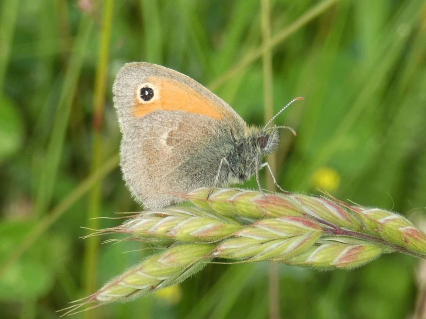 Coenonympha pamphilus - kis szénalepke