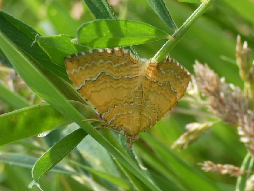 Camptogramma bilineata - kétvonalas sávosaraszoló