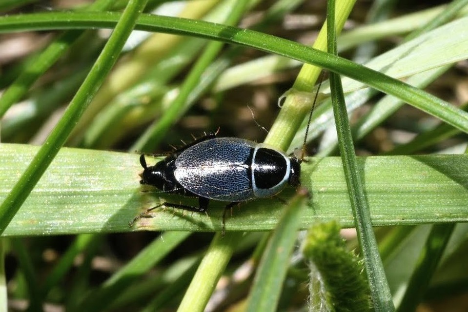 Phyllodromica megerlei - pontozott avarcsótány