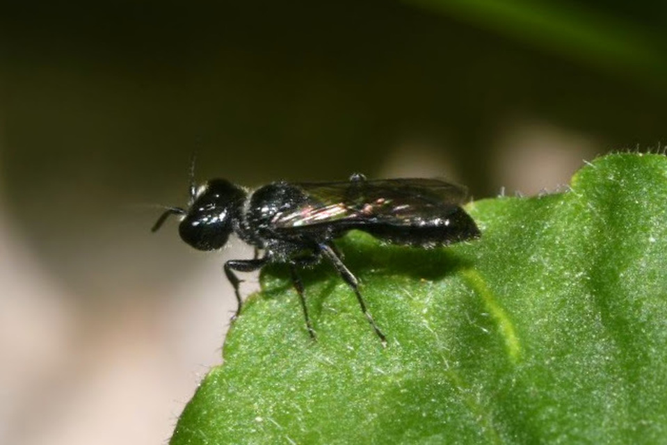 Pemphredonidae