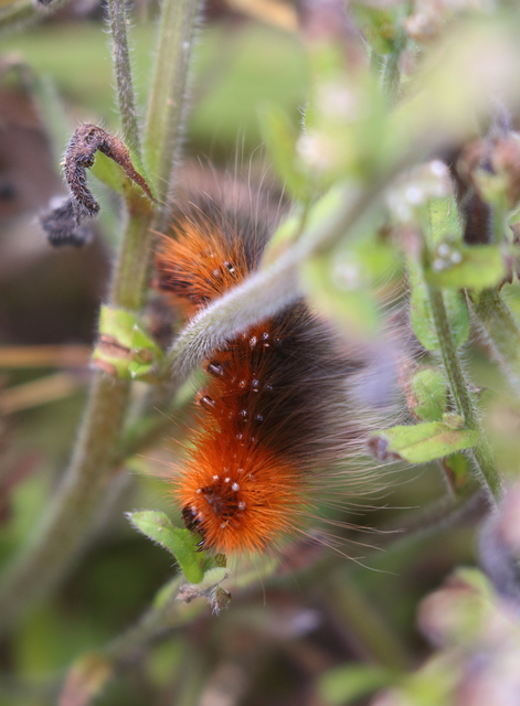 Arctia caja - közönséges medvelepke