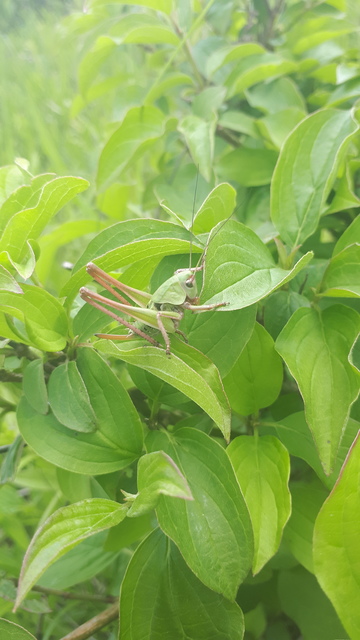 Decticus verrucivorus - szemölcsevő szöcske
