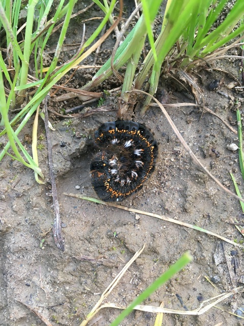 Euthrix potatoria - szomjas pohók