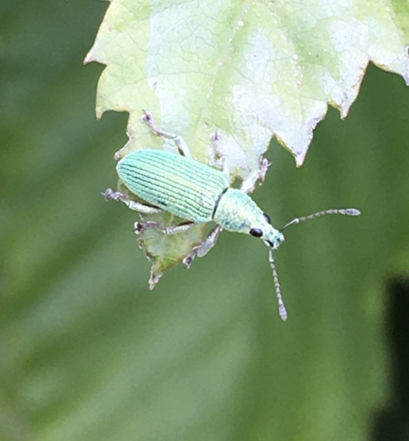 Polydrusus formosus - selymes lombormányos