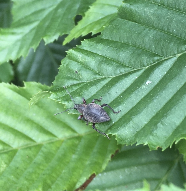 Dodecastichus