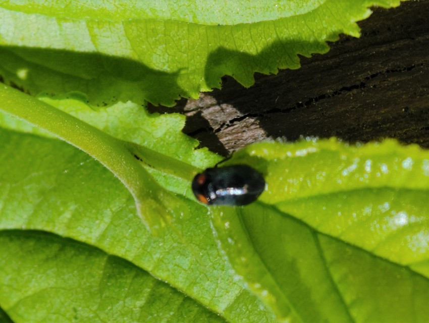 Penthimia nigra - fekete kabóca Penthimia nigra - fekete kabóca