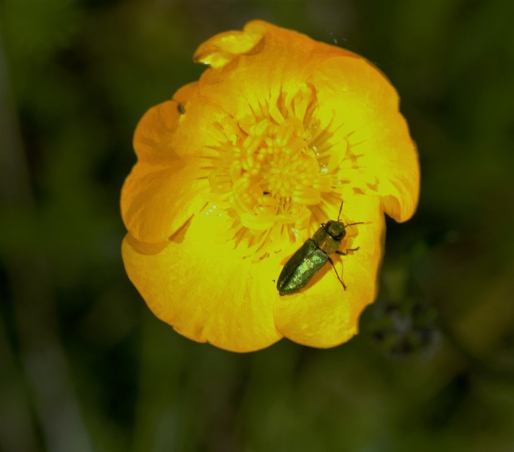 Anthaxia nitidula - ragyogó virágdíszbogár