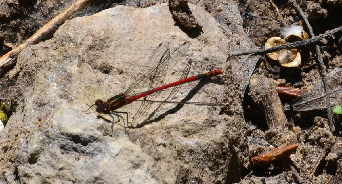 Pyrrhosoma nymphula interposita - vörös légivadász