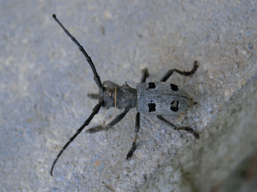 Morimus asper funereus - gyászcincér