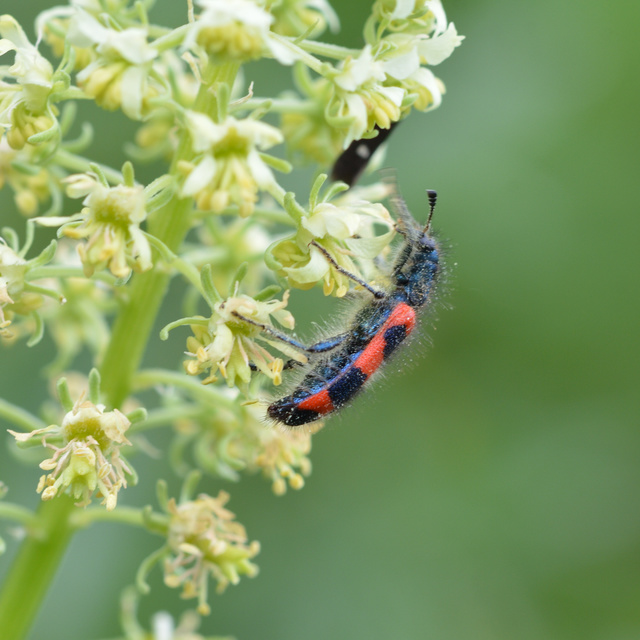 Trichodes favarius - hatfoltos méhészbogár