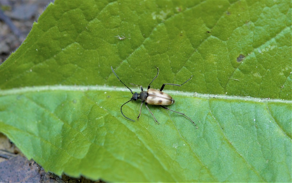 Pachytodes cerambyciformis - változékony virágcincér