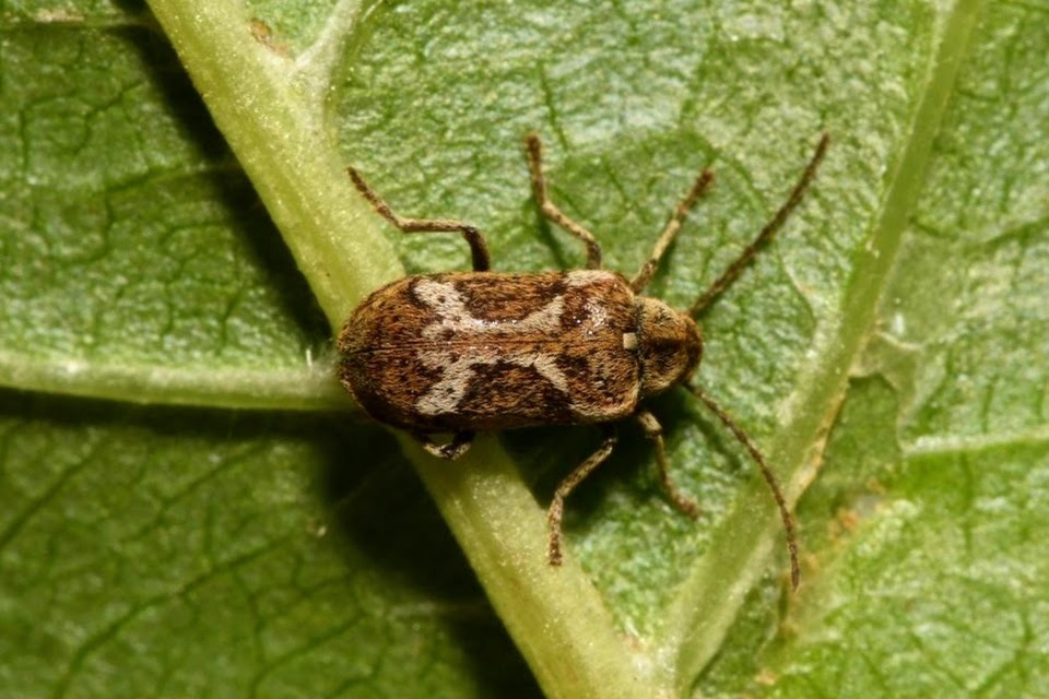 Ptinomorphus imperialis - díszes álszú