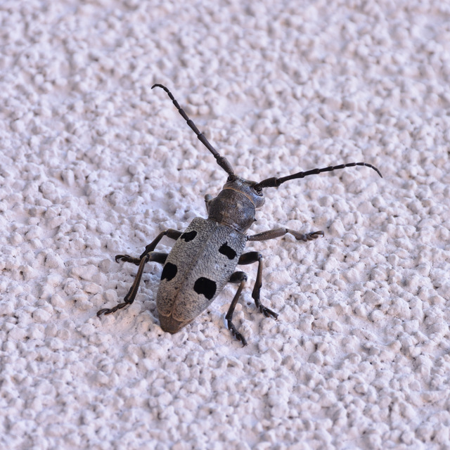 Morimus asper funereus - gyászcincér