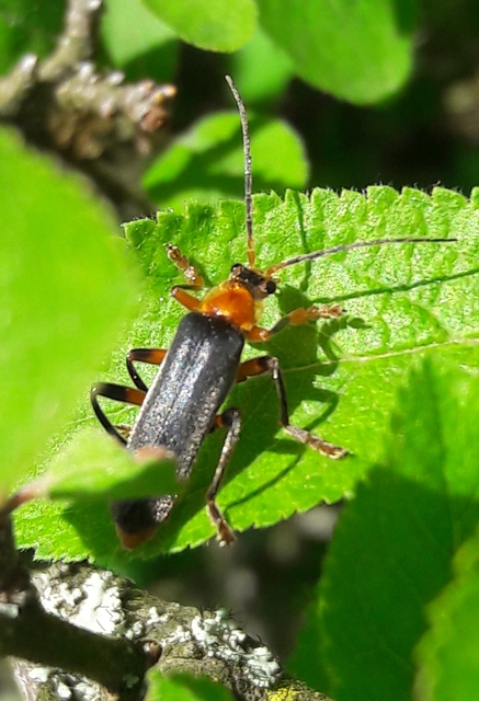 Cantharis livida - mezei lágybogár