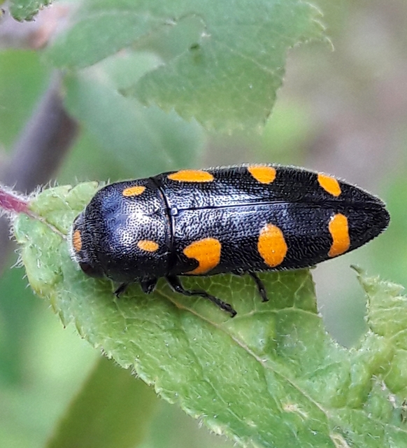 Ptosima undecimmaculata - sárgafoltos díszbogár