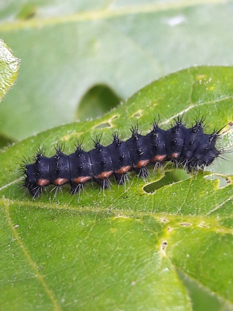 Saturnia pavoniella/pavonia