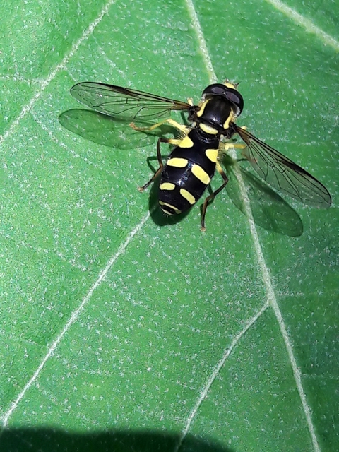 Xanthogramma