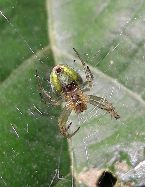 Araniella cucurbitina - zöld keresztespók