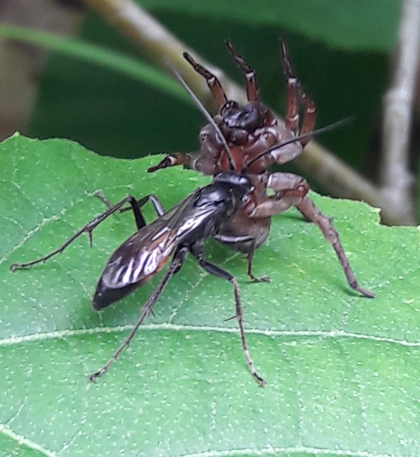 Trochosa