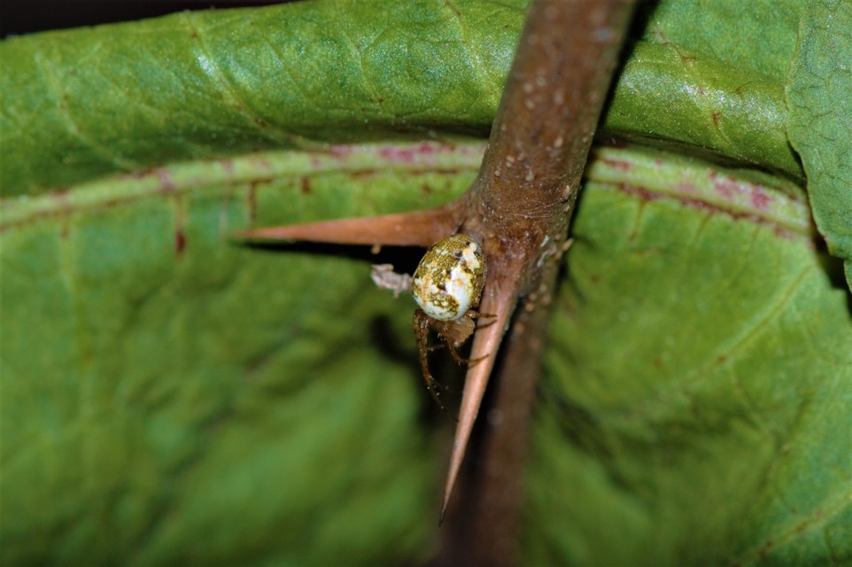 Metellina segmentata/mengei