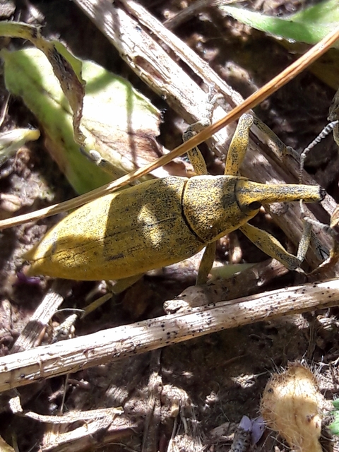 Lixus iridis - bürökfúró dudvabarkó