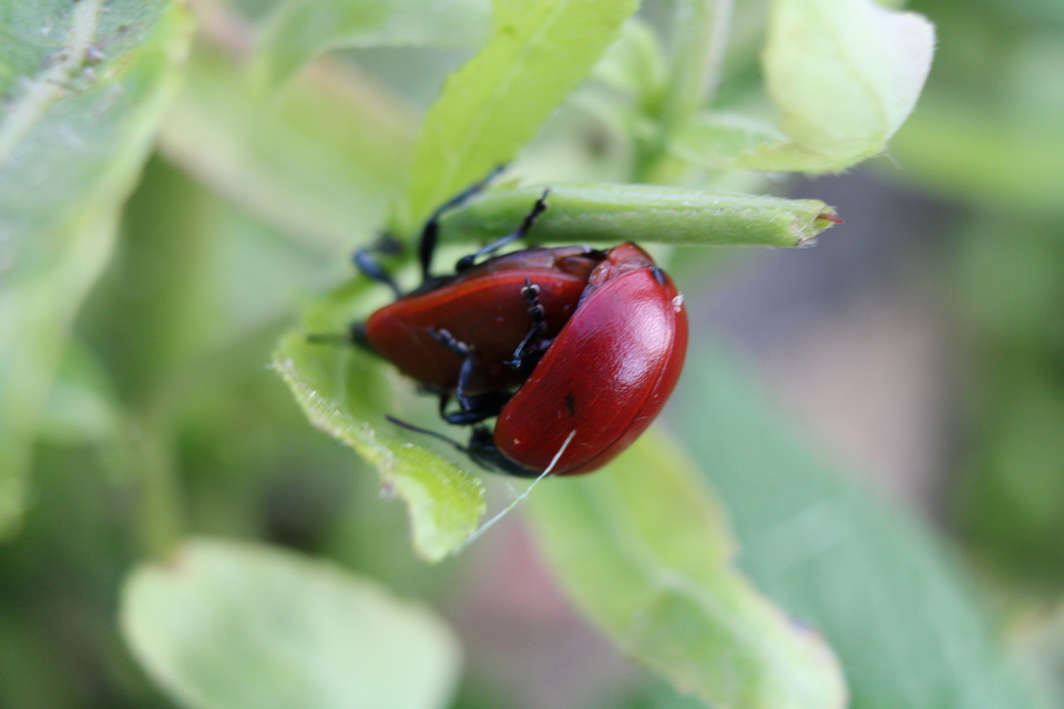 Chrysomela populi - nagy nyárlevelész Chrysomela populi - nagy nyárlevelész