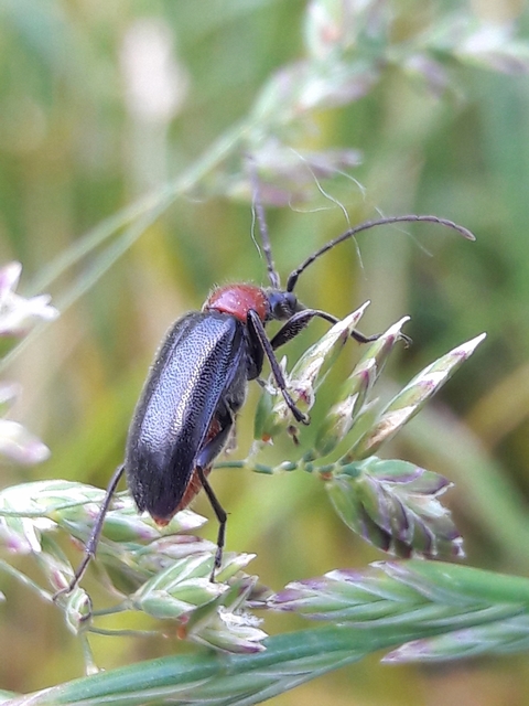 Dinoptera collaris - vörösnyakú virágcincér
