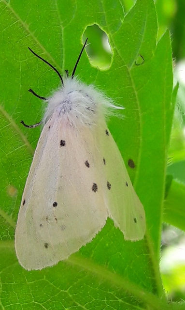 Diaphora mendica - felemás medvelepke