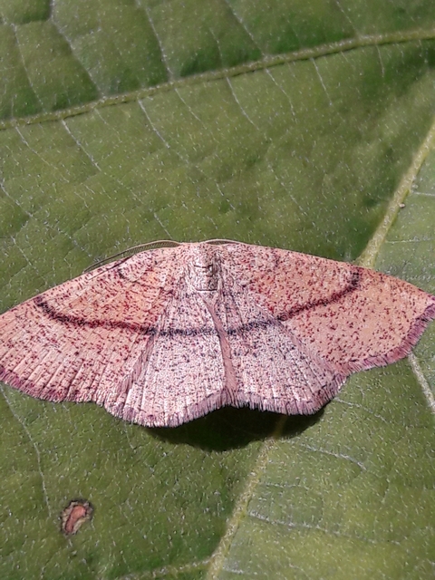 Cyclophora quercimontaria - tölgy-pettyesaraszoló