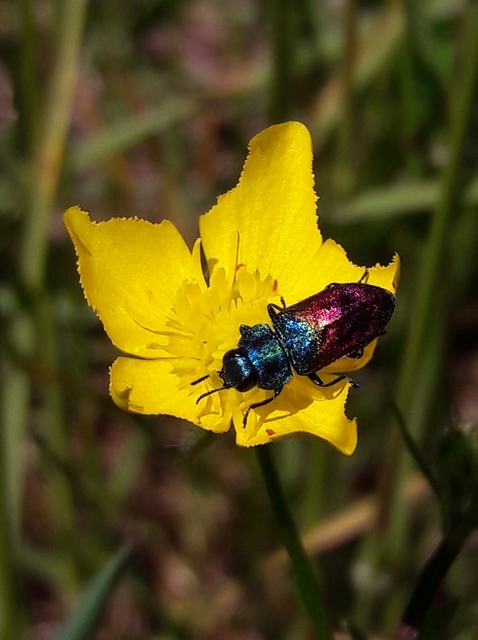 Anthaxia salicis - bíboros virágdíszbogár