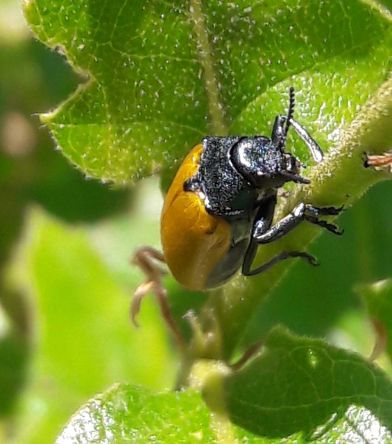 Labidostomis Labidostomis