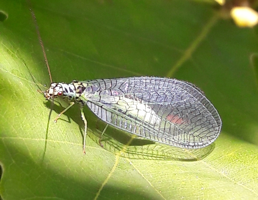 Chrysopa perla - aranyszemű fátyolka