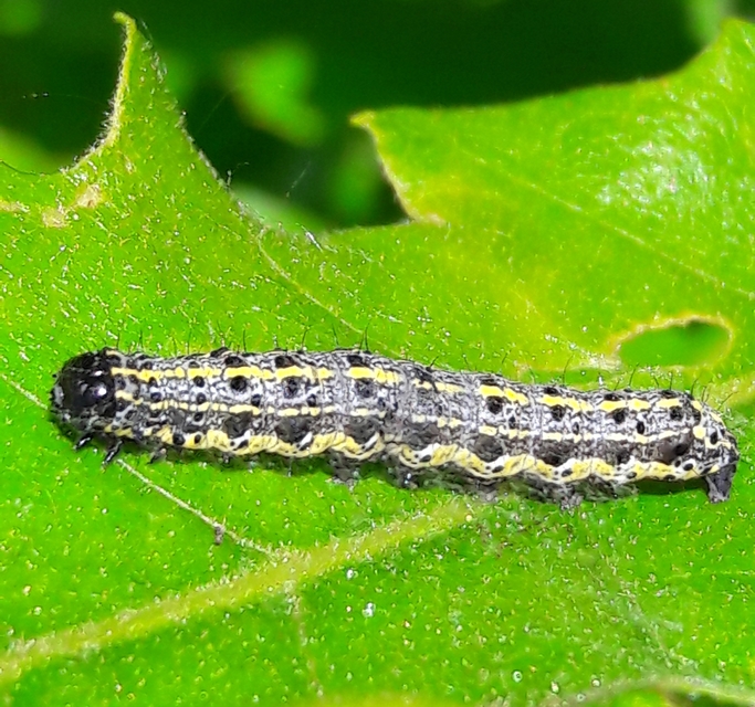 Orthosia miniosa - sárgás barkabagoly