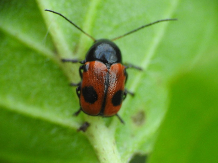 Cryptocephalus bipunctatus - kétpettyes zömökbogár