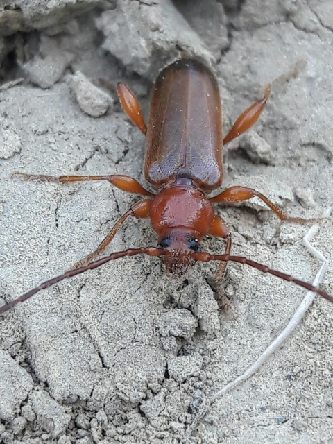 Phymatodes testaceus - változékony korongcincér