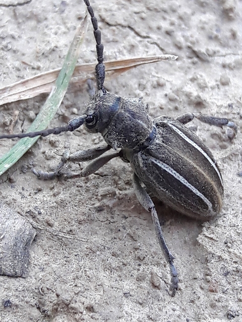 Neodorcadion bilineatum - kétsávos földicincér