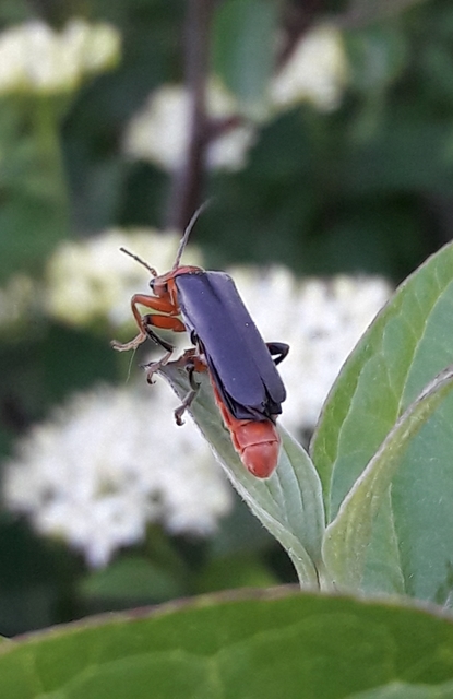 Cantharis livida - mezei lágybogár