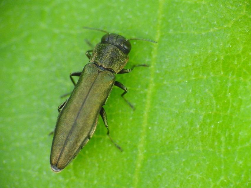 Agrilus angustulus - közönséges karcsúdíszbogár
