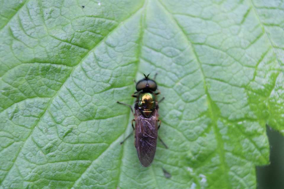 Chloromyia formosa - közönséges fémeslégy