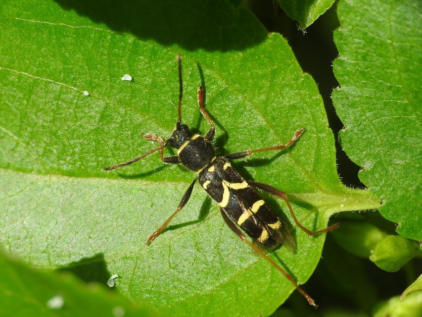Clytus arietis - közönséges darázscincér