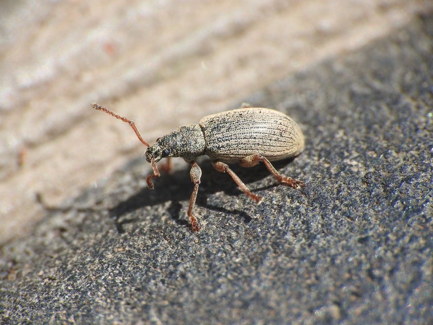 Phyllobius pallidus - tölgy-levélormányos