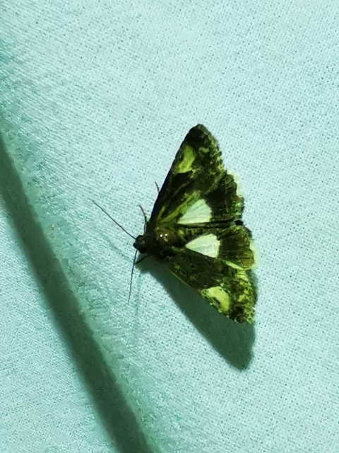 Aedia funesta - folyófűbagoly