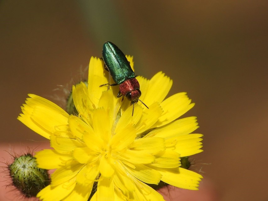 Anthaxia nitidula - ragyogó virágdíszbogár
