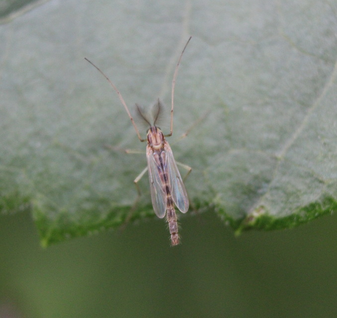 Chironomidae - árvaszúnyogok