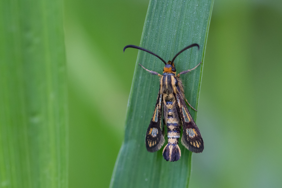 Sesiidae - szitkárfélék