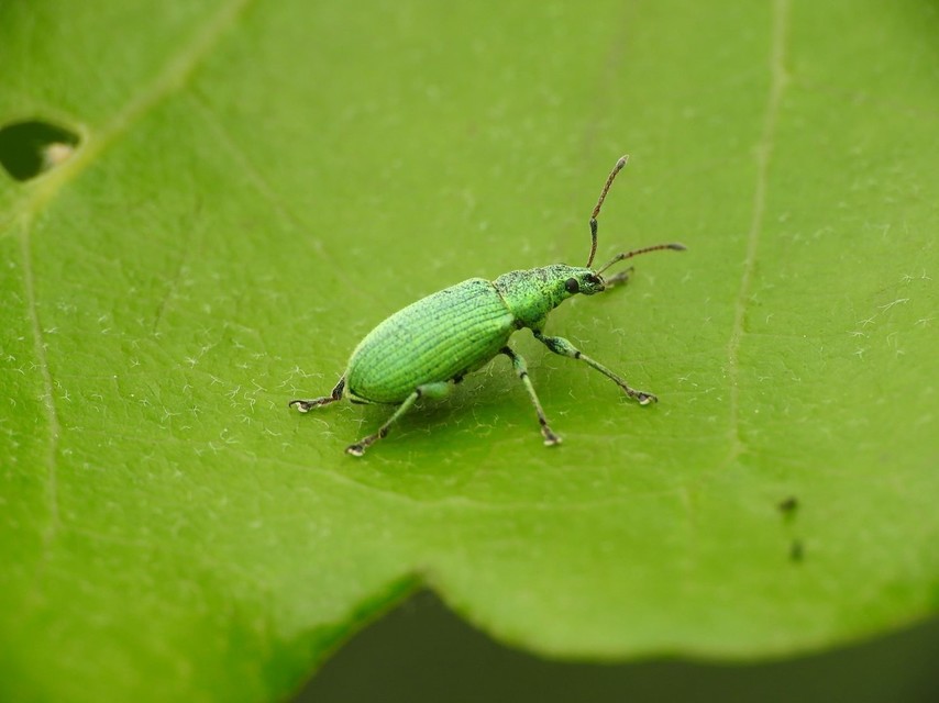 Phyllobius maculicornis - galagonya-levélormányos