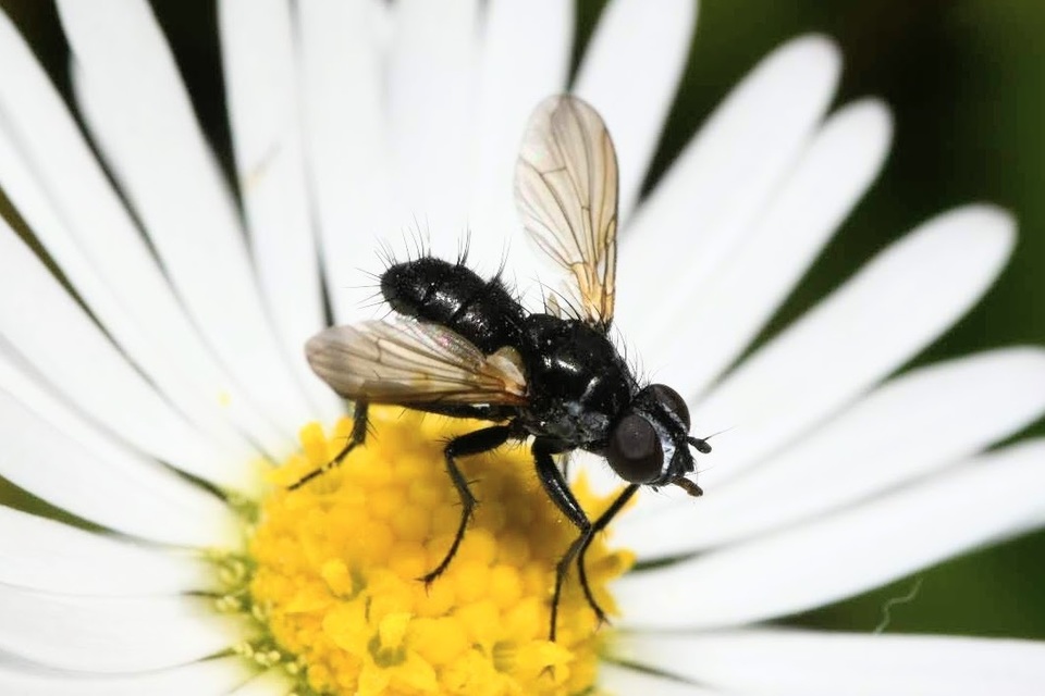Phania funesta