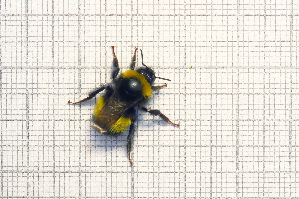 Bombus haematurus - mediterrán poszméh